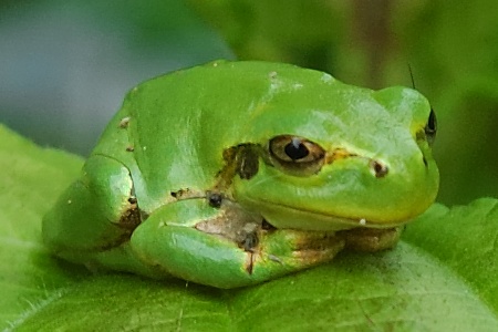 frog hyla fish arborea european tree further crossing animal