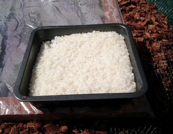 Solar Nest cooked rice
