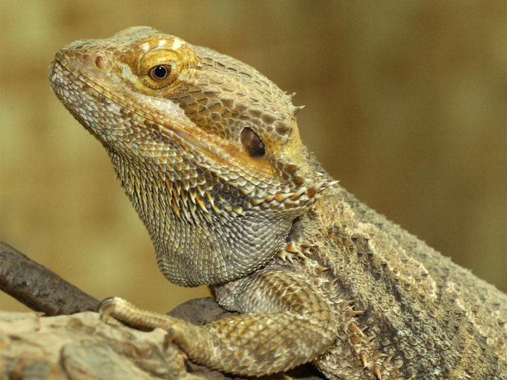 Bearded Dragon - Reptipedia, The Reptile & Amphibian Wiki