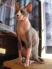 Grey Sphynx