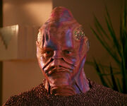 Boratus