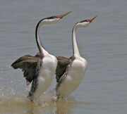 Western-Grebe-(mating-dance)-brian-currie