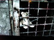 TeddyInPainCage