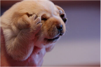 Headache