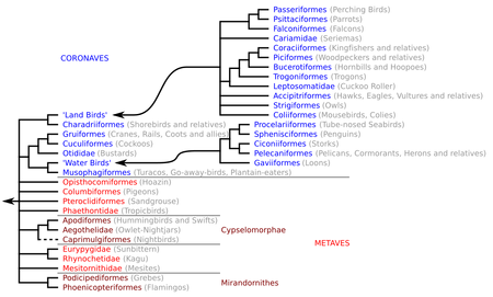 Neoaves Cladogram