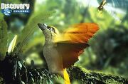 Spitfire bird
