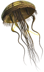 HydroidMedusa-SWE