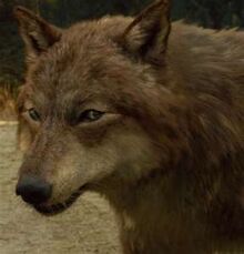 Team Jacob -3
