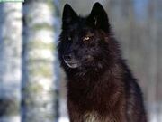 Wolves 2