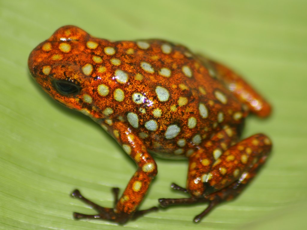 Harlequin Poison Dart Frog - Reptipedia, The Reptile & Amphibian Wiki