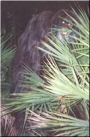 Skunk ape new