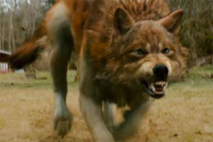 New-moon-jacob-wolf