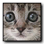 Cardicon kitten
