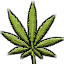 Cardicon weed