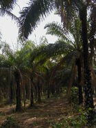 OAU Palm farm