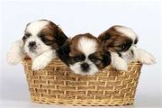 Baby Shih Tzus