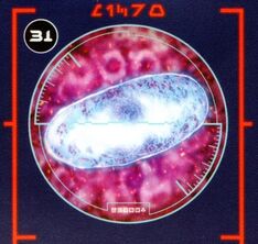 Midi-chloriaa