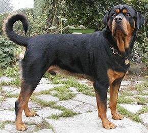 Rottweiler id73
