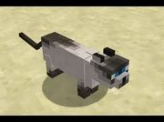 Cat1