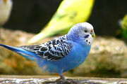 Wind's budgie