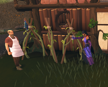 Curing Burthorpe vines