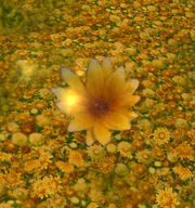 MeadowMarigold