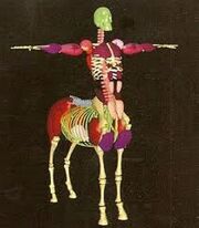 Centauranatomy