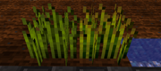 Hopswheat