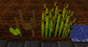 Hopsharvest