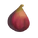 Fig