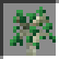 Walnut Sapling