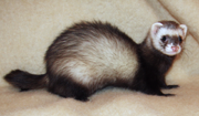 Ferret.jpg