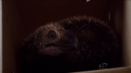 NW1x4 BabyTerrorBird