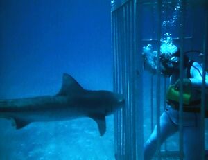 Sharks
