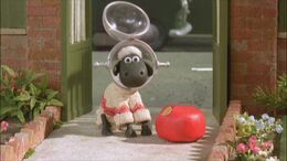 Shaun-cc-shopper-1