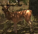 Deer