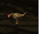 Chickens