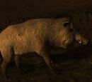 Boar