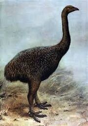Moa real