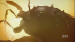 5x1 InsectBurns