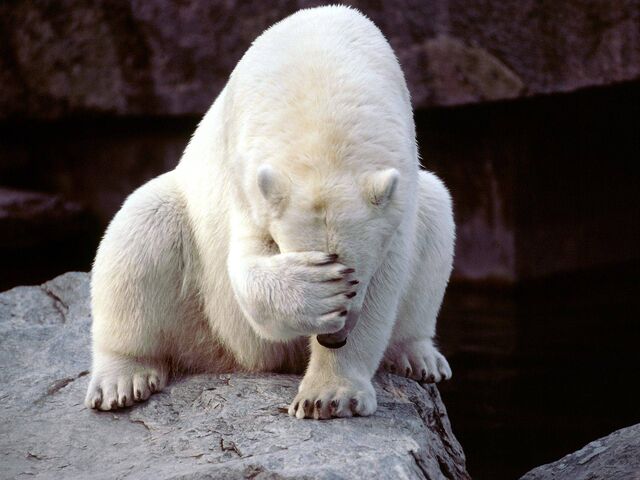 640px-POlar_facepalm.jpg