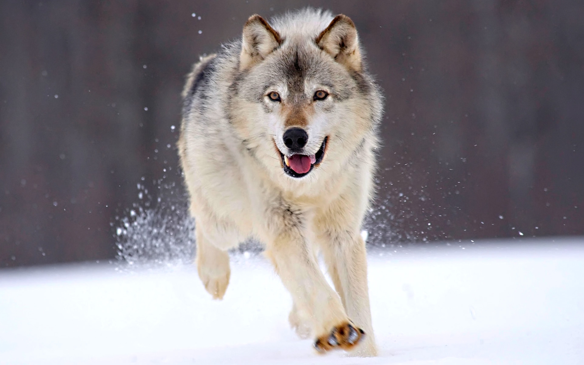 Wolves, Running and Google on Pinterest
