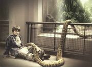 Zoo boa