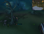 Lost City tree