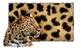 Jaguar_Paint_%28original%29.png