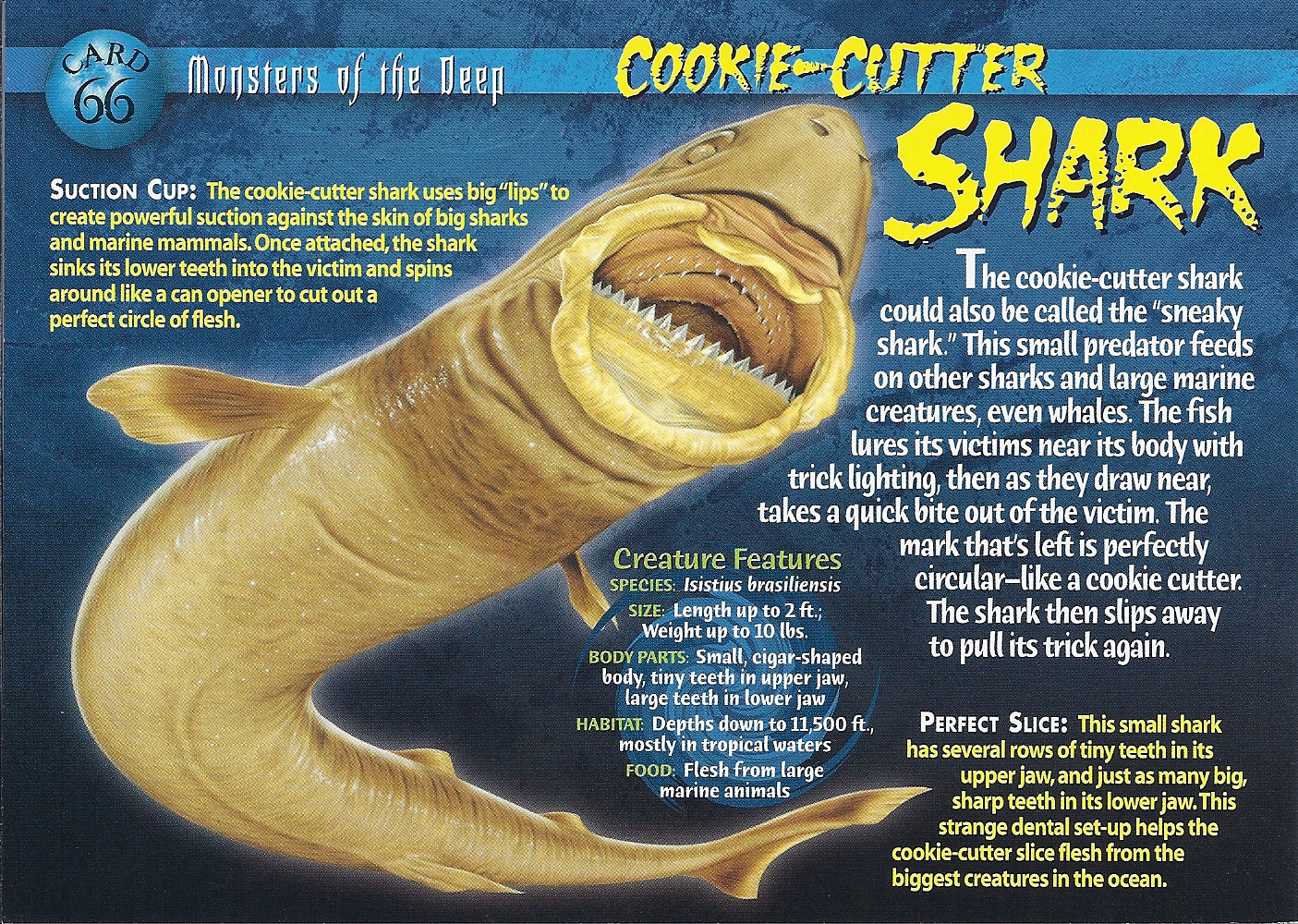 cookie-cutter-shark-wierd-n-wild-creatures-wiki