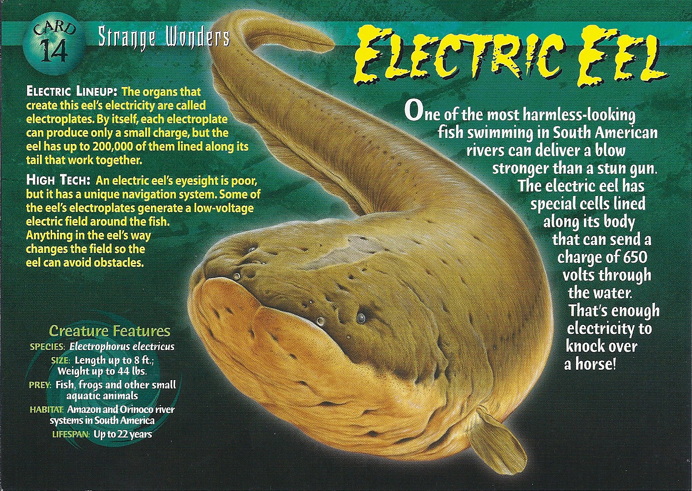 Electric Eel - Wierd N'wild Creatures Wiki