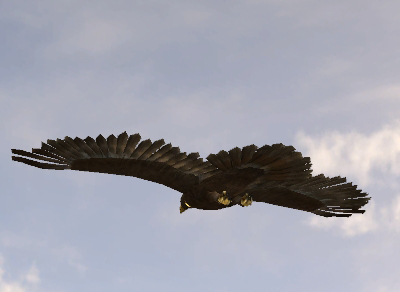 File:Eagle flyback.png