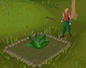 Farming herbs
