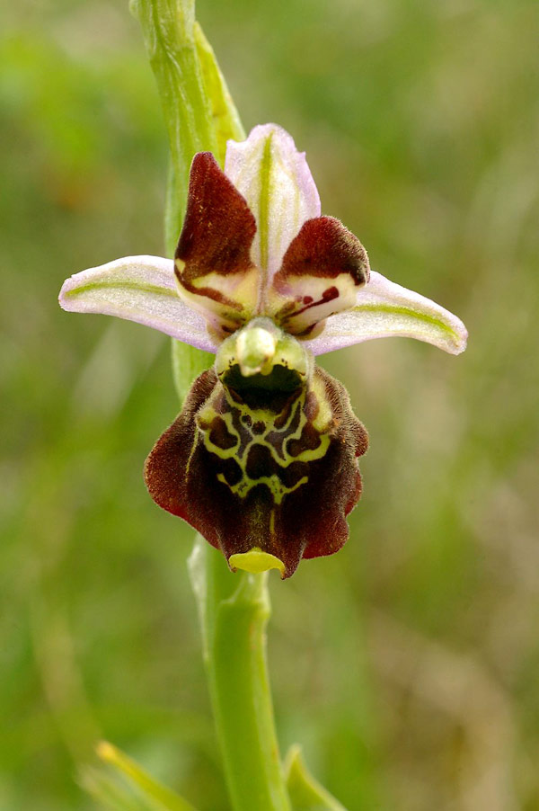 Ophrys apifera - Orchids Wiki